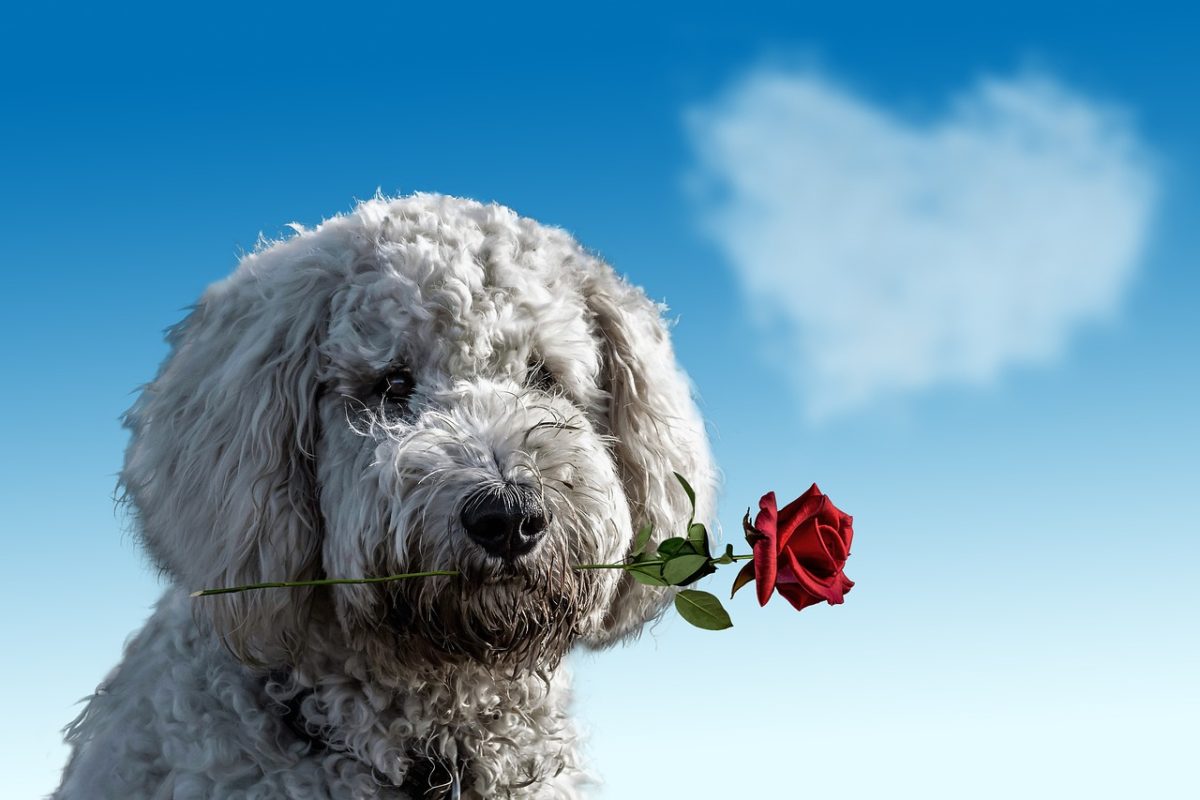 valentine's day